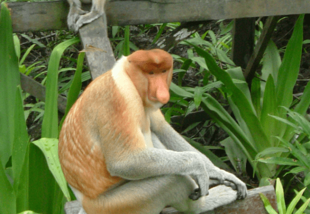 マレーシアのテングザル